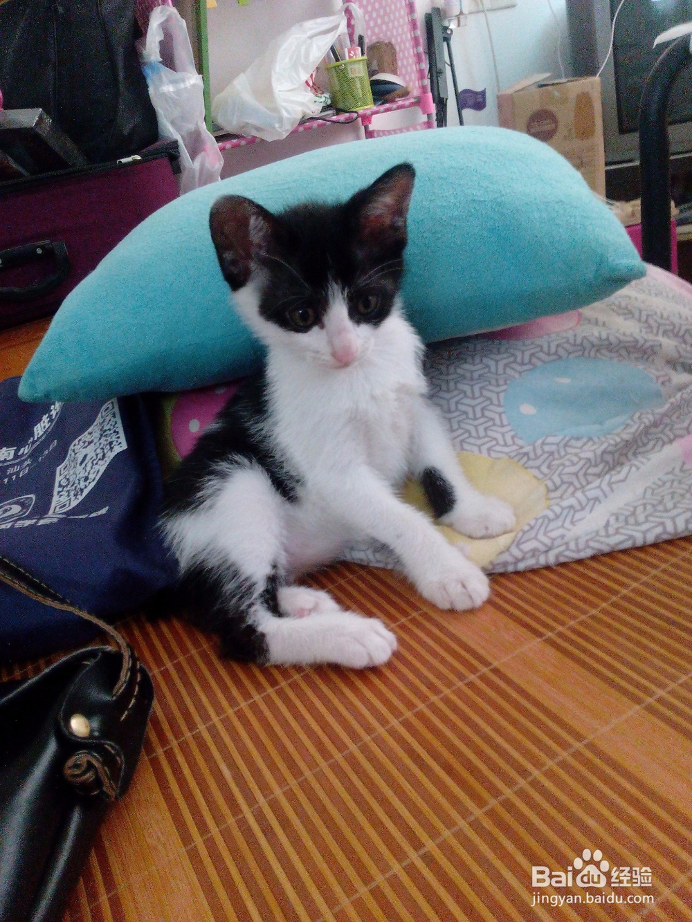 如果家里的猫不幸中招生出小猫,该怎么办