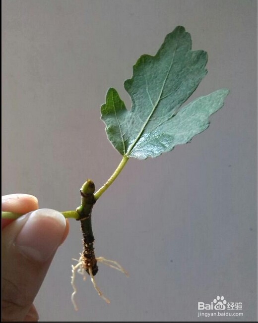 水培植物的风尚