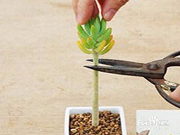 多肉植物徒长怎么办