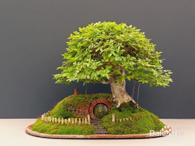 如何正确摆放盆栽