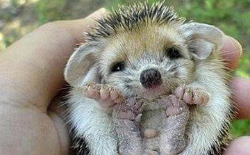 仓鼠喂养的注意