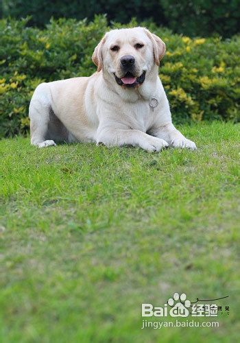 如何训练拉布拉多趴下