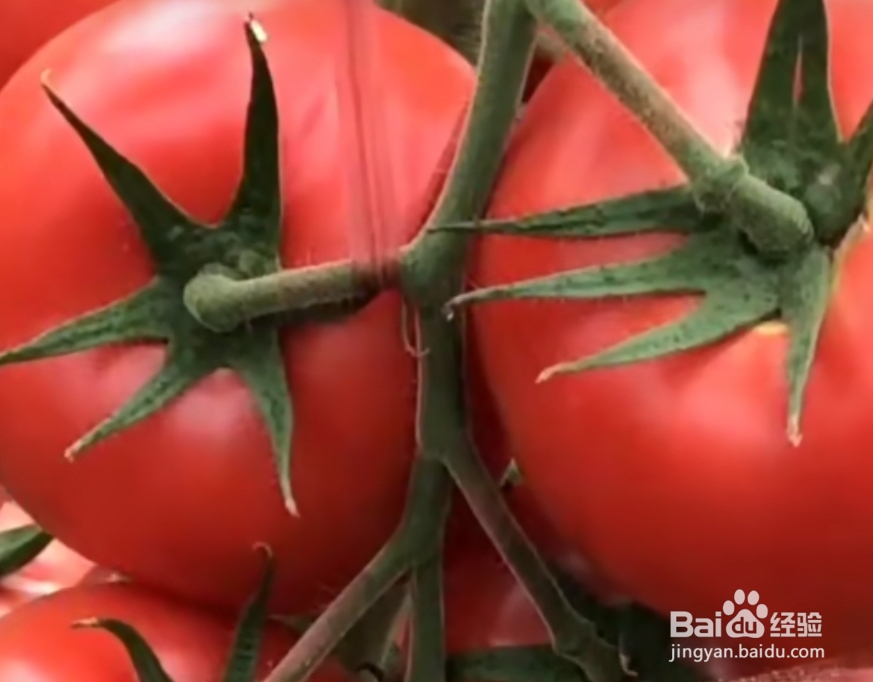 西红柿结果期间怎样浇水