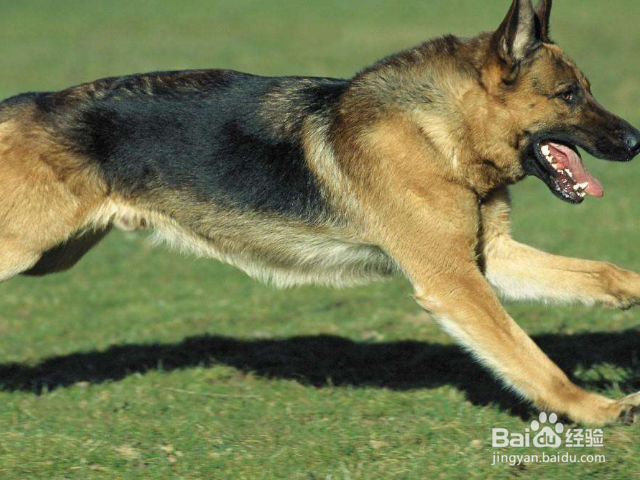 怎么训练狗狗唤回技能？