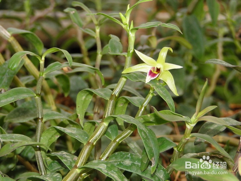 铁皮石斛盆栽种植方法