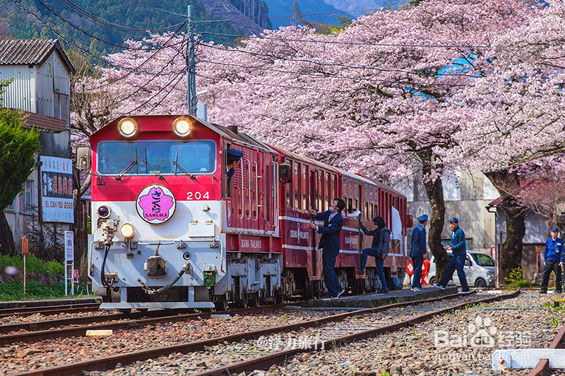 3月去日本赏樱,如何避免东京、京都等人山人海