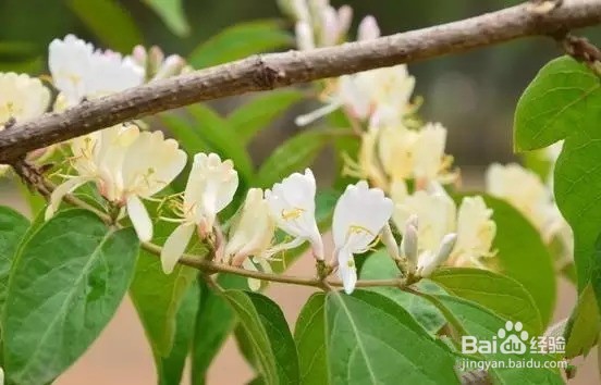金银花烘干机的生产效果金银花热泵烘干机的应用