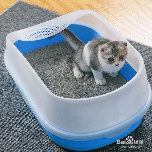 猫乱尿怎么解决方法
