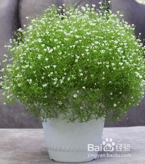 满天星养殖方法