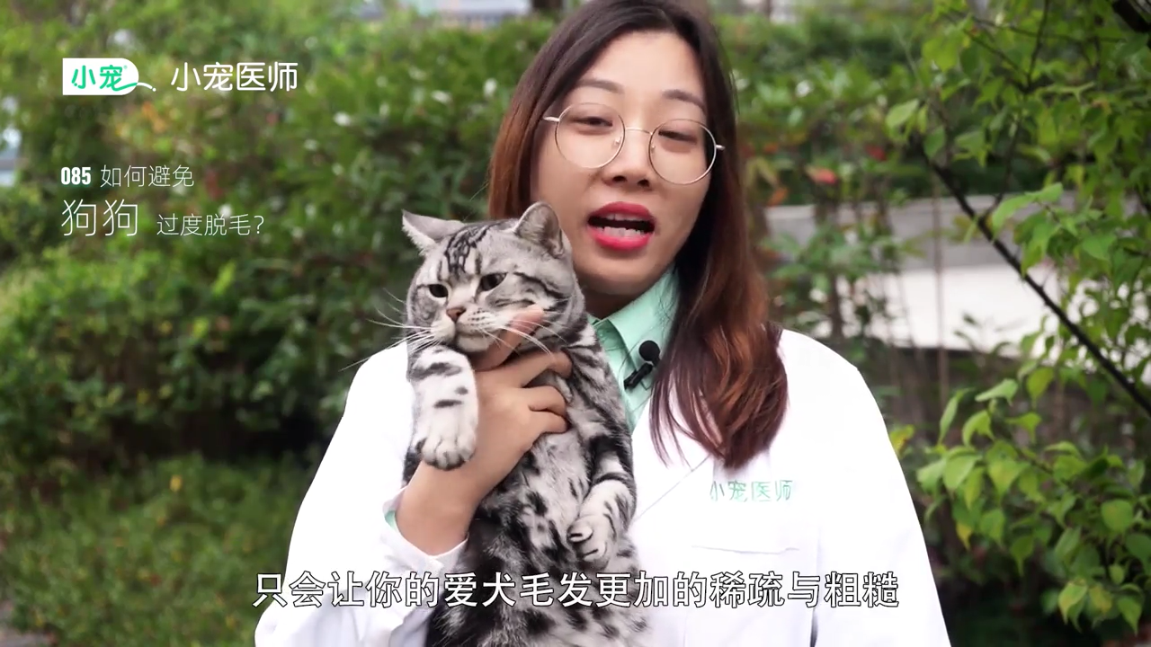 如何避免狗狗过度脱毛