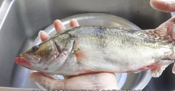 奶白桂鱼汤汤如牛奶白鱼肉刺少肉质鲜美