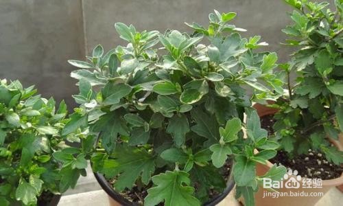 长寿花生虫子了怎么治