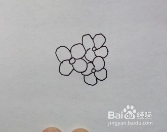 线描画：绣球花