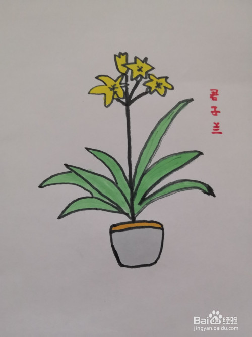 开花的君子兰的简笔画