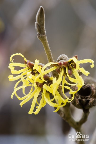 金缕梅的开花时间