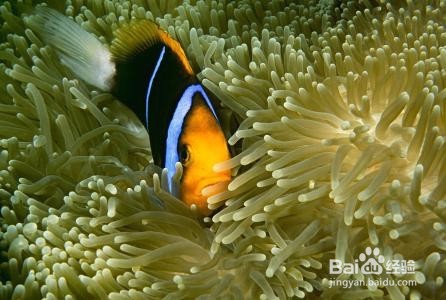 鱼互相攻击怎么办