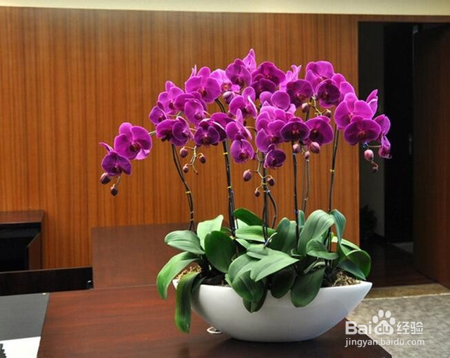 蝴蝶兰夏季怎么管理