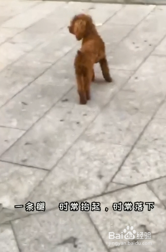 狗狗髌骨脱位如何治疗