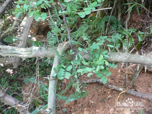 植物身上的刺有什么用途