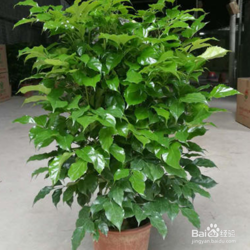 平安树叶子发黄怎么处理怎么补救