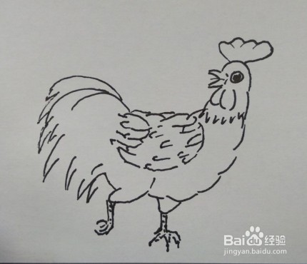 线描画：大公鸡怎么画才好看