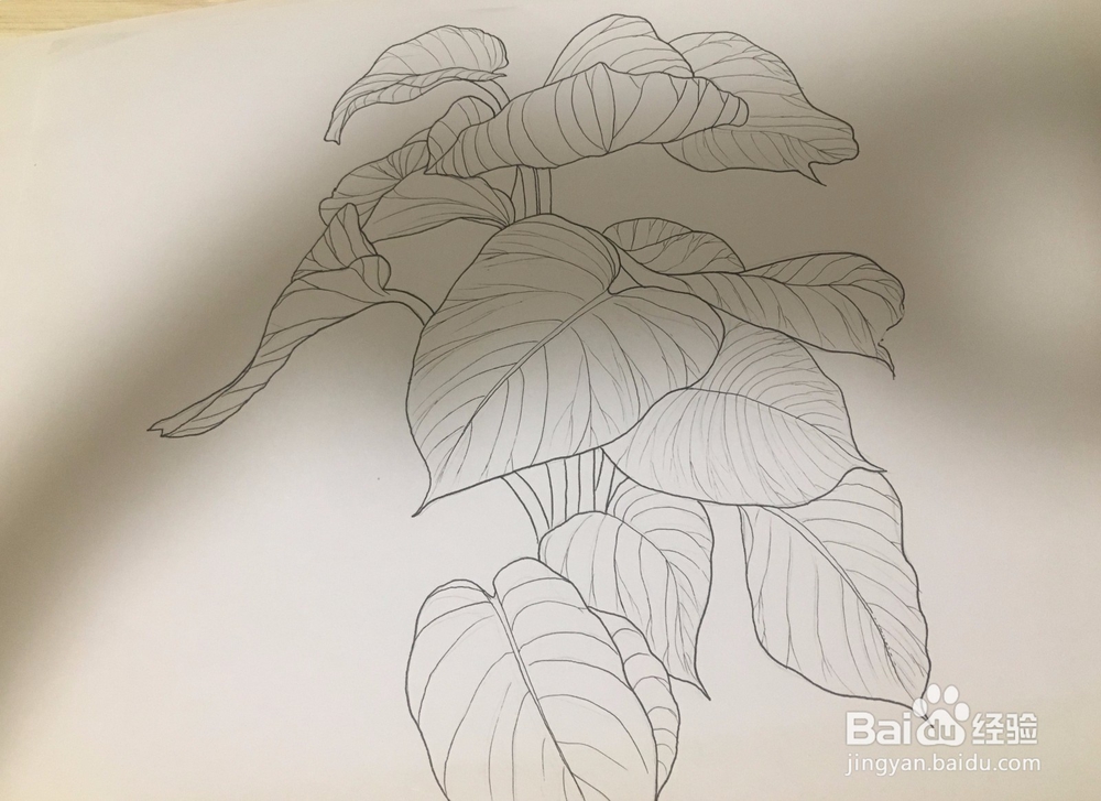 大叶绿萝线描画