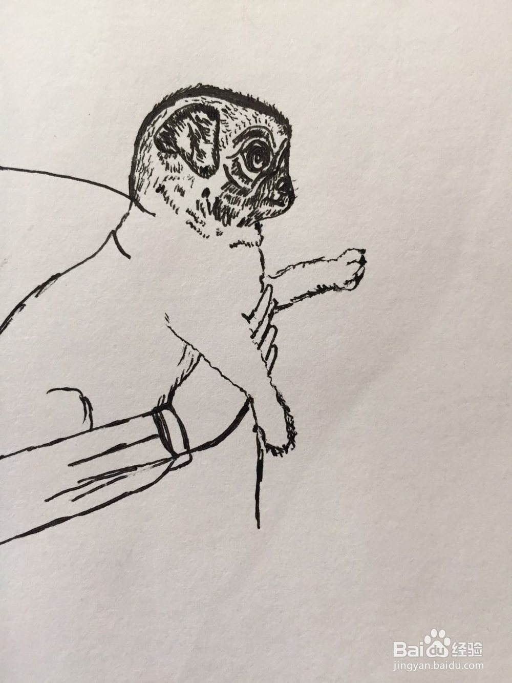 dxdll手绘之小狗