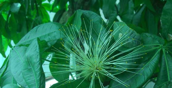 发财树可以晒太阳吗