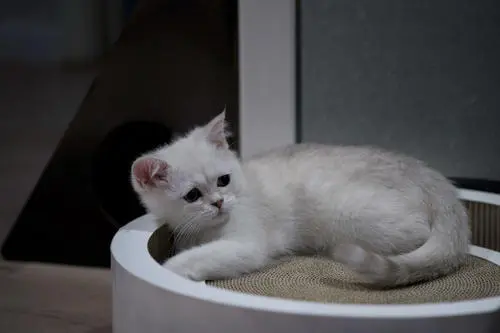 我家小猫两个月了昨天吃了一个老鼠今天不舒服怎么办