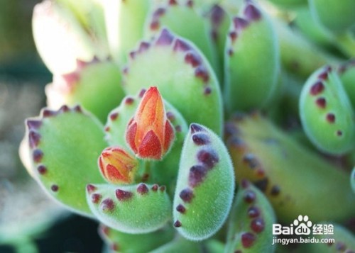 怎么消灭蚧壳虫