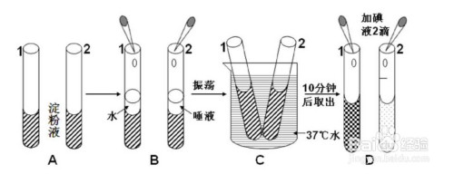 唾液消化淀粉实验步骤