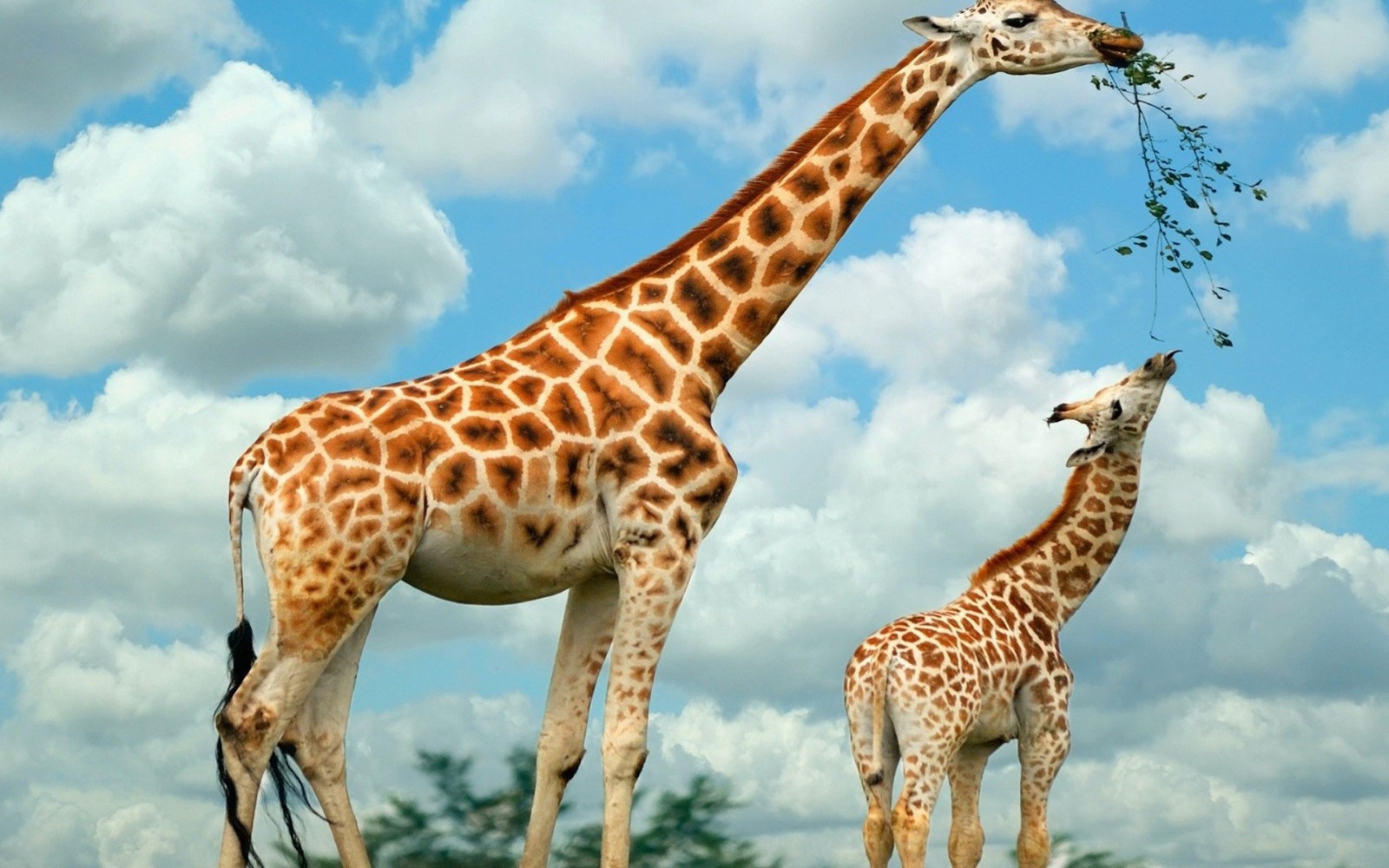 长颈鹿的简介是什么