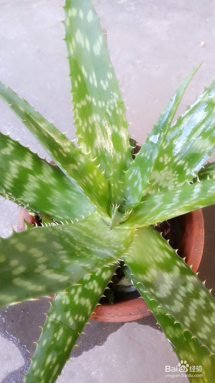 种植芦荟以及芦荟的日常使用和美容保健方法