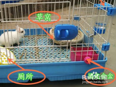 荷兰猪笼子怎么布置?