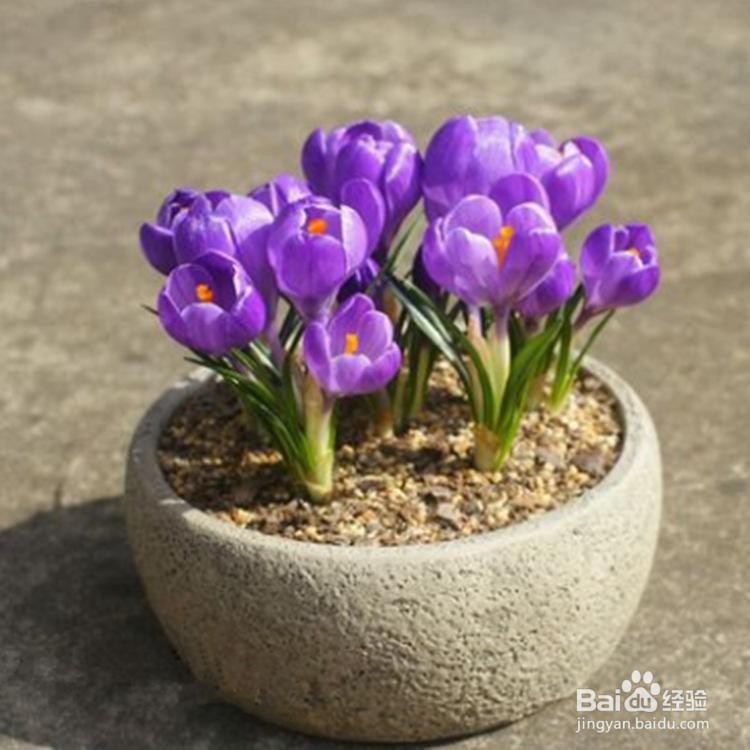 番红花种球种植方法