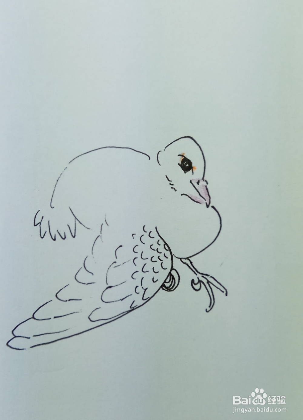 怎样画简笔画晒翅膀的鸽子?