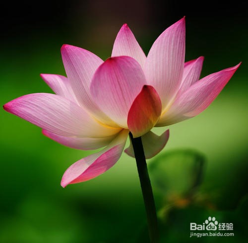 怎么形容荷花开放的样子