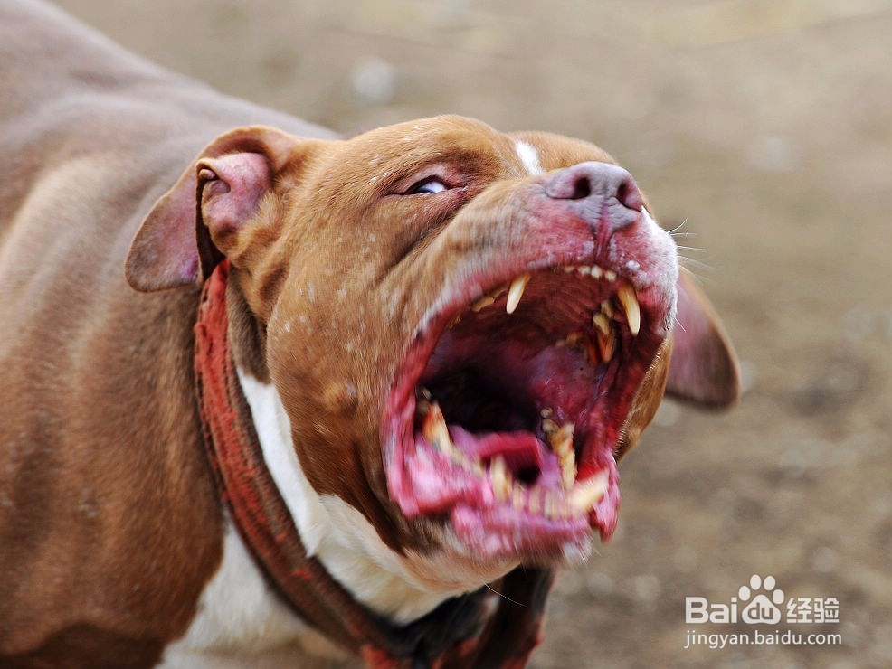 如果遇到恶狗怎么办？
