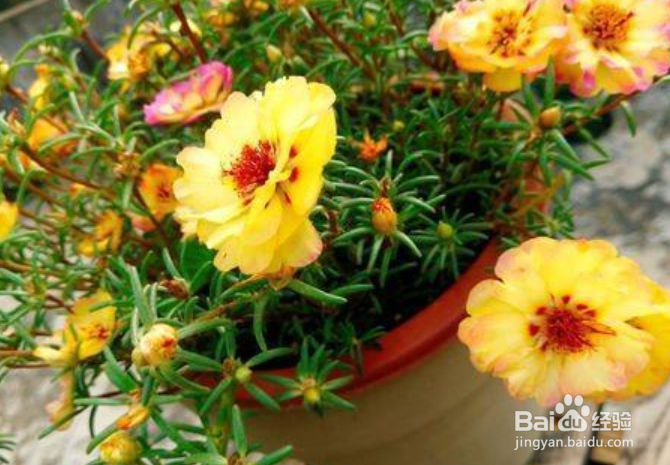 太阳花怎么养才能开花爆盆