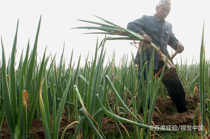 孕妇吃大葱的好处