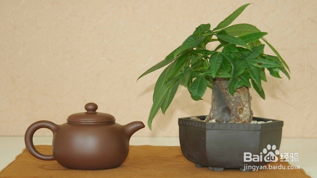 发财树树干萎缩怎么办