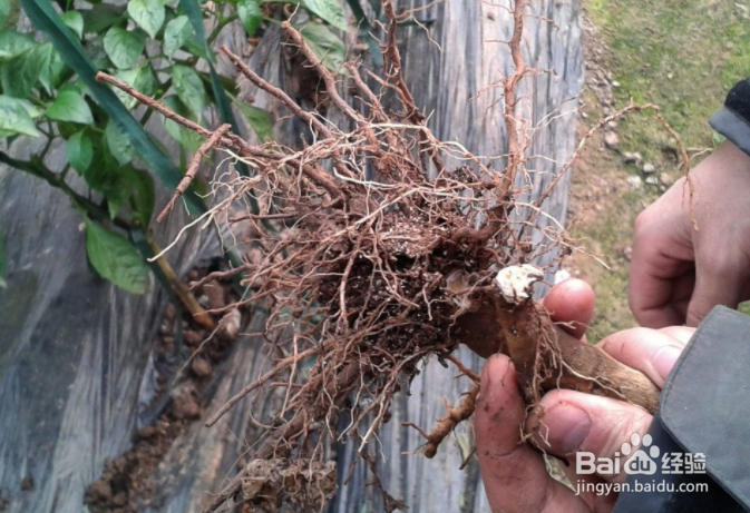 如何简单安全有效防治根腐病