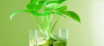 绿萝养殖需要注意什么事项?