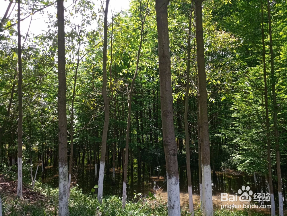 崇州恺木河湿地公园周末游