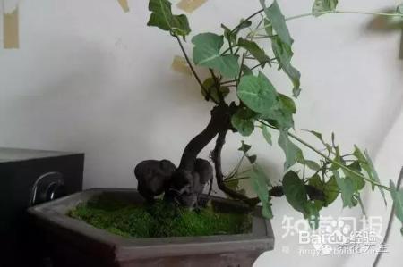 我们养的这些花农村到处都是