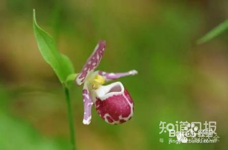 100种兰花品种图鉴，花开瞬间，艳冠群芳！