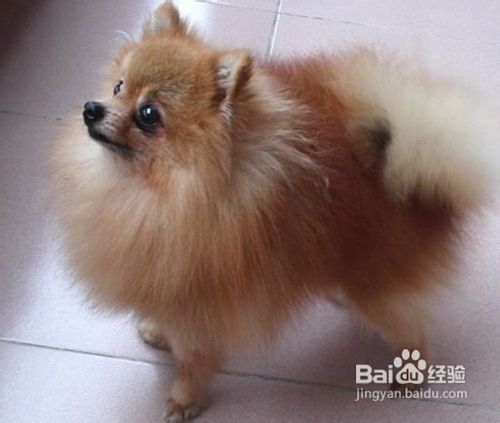 训练狗排泄的十大方法