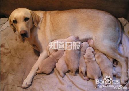 狗狗产后该如何护理?