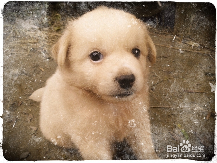 小狗胆小怎么办