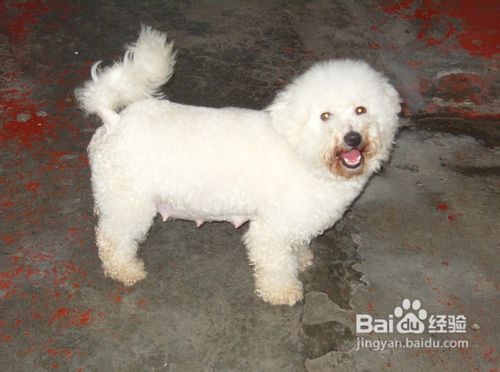 应该如何应对呢当爱犬比熊犬不吃饭的时候